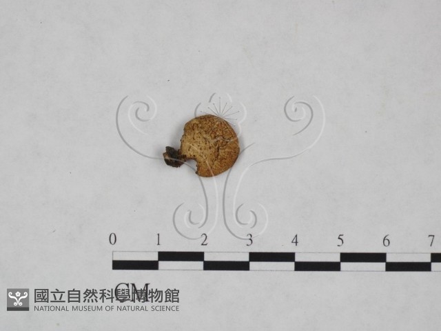 多孔菌屬藏品圖，第1張