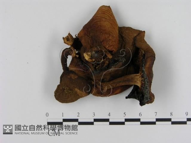 登錄號:F0005213藏品圖，第1張
