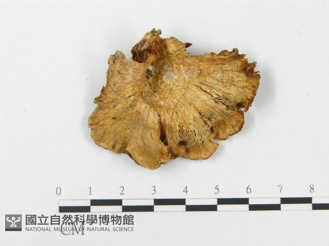 登錄號:F0015213藏品圖，第1張