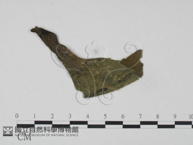 登錄號:F0019213藏品圖，第1張