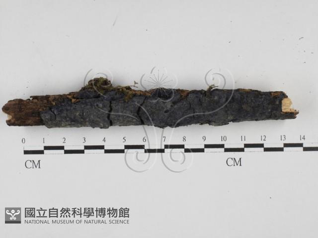 登錄號:F0003213藏品圖，第1張