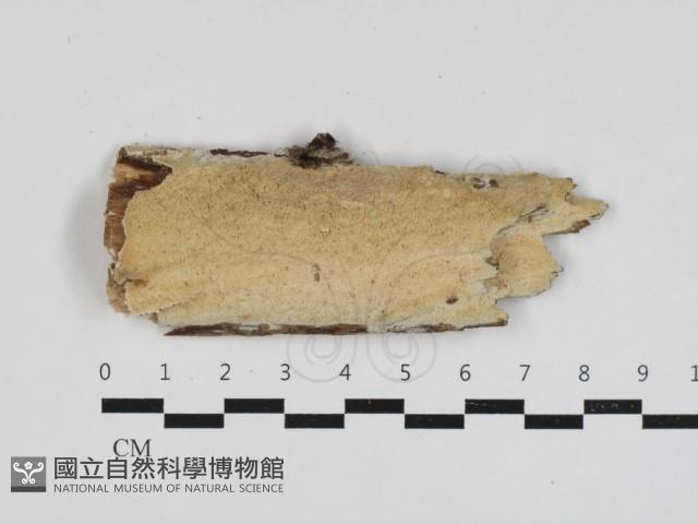 登錄號:F0033213藏品圖，第1張