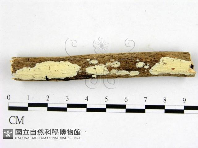 顯絲菌屬藏品圖，第1張