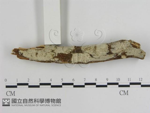 登錄號:F0020813藏品圖，第1張