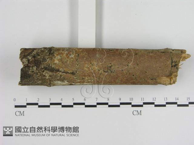 刺革菌屬藏品圖，第1張