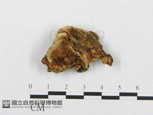 登錄號:F0010813藏品圖，第1張