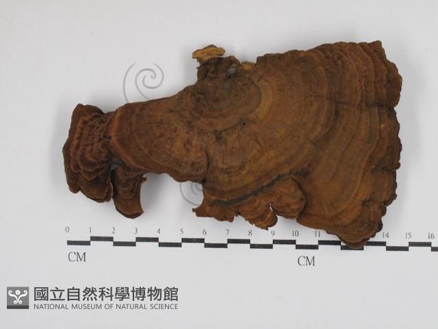 登錄號:F0030813藏品圖，第1張