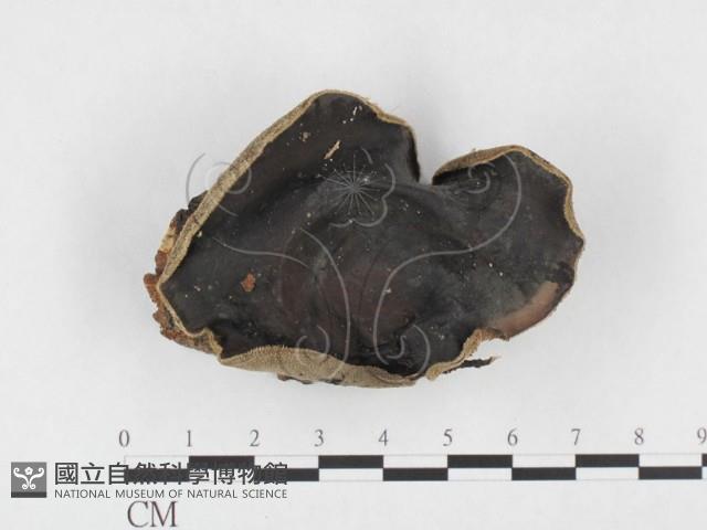 毛木耳藏品圖，第1張