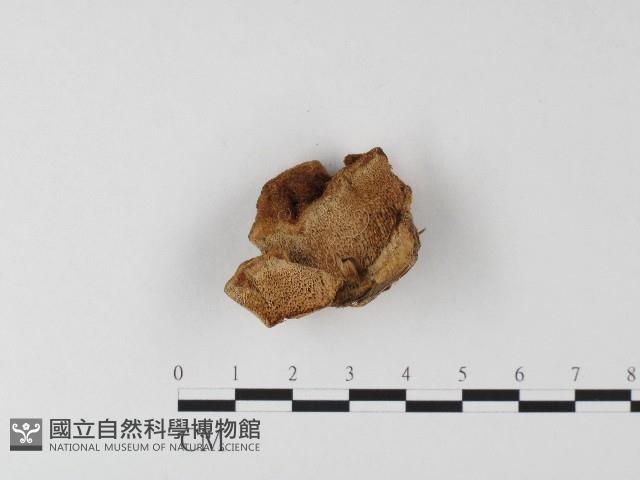 登錄號:F0006813藏品圖，第1張