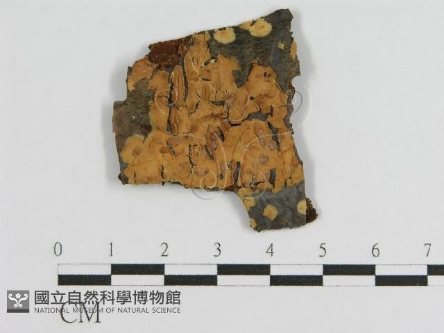 登錄號:F0016813藏品圖，第1張