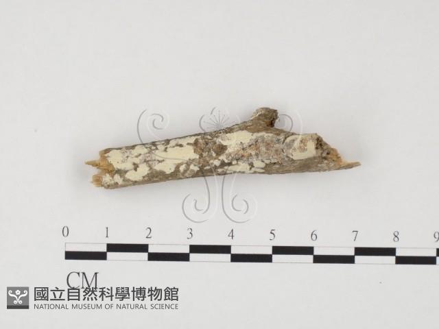 冇骨消絲齒菌藏品圖，第1張