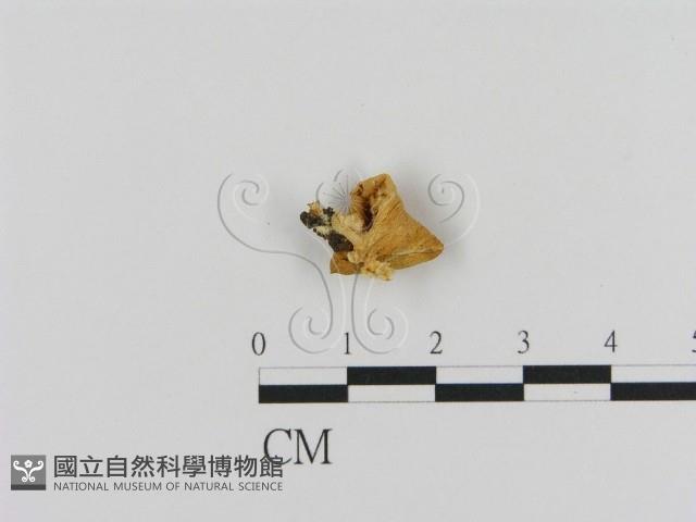 登錄號:F0001813藏品圖，第1張