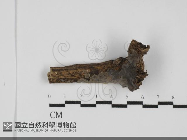 登錄號:F0031813藏品圖，第1張