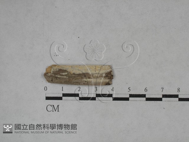 登錄號:F0024813藏品圖，第1張