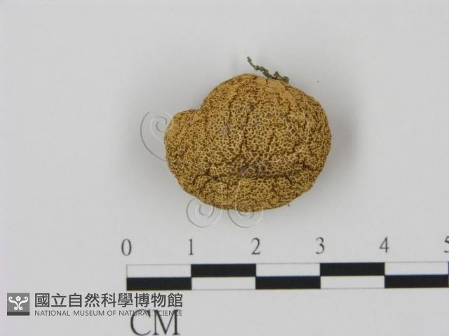 登錄號:F0004813藏品圖，第1張