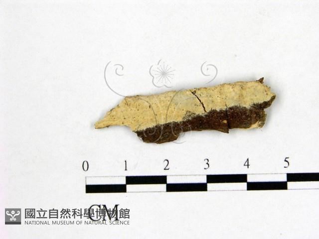 顯絲菌屬藏品圖，第1張