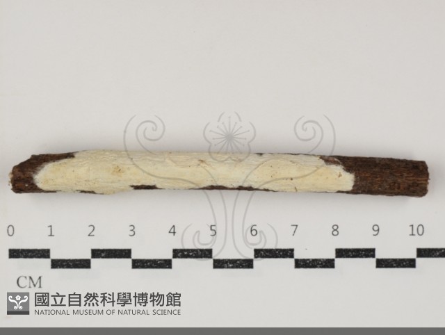 革墊菌屬藏品圖，第1張