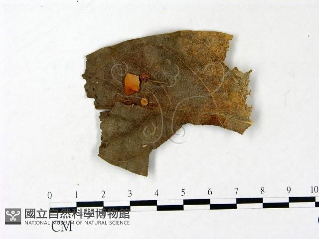 小皮傘屬藏品圖，第1張