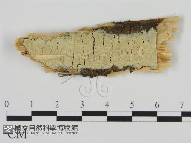 登錄號:F0002813藏品圖，第1張