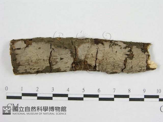 登錄號:F0012813藏品圖，第1張