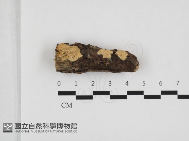 登錄號:F0032813藏品圖，第1張