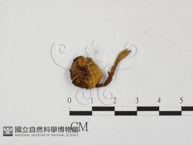 登錄號:F0027813藏品圖，第1張