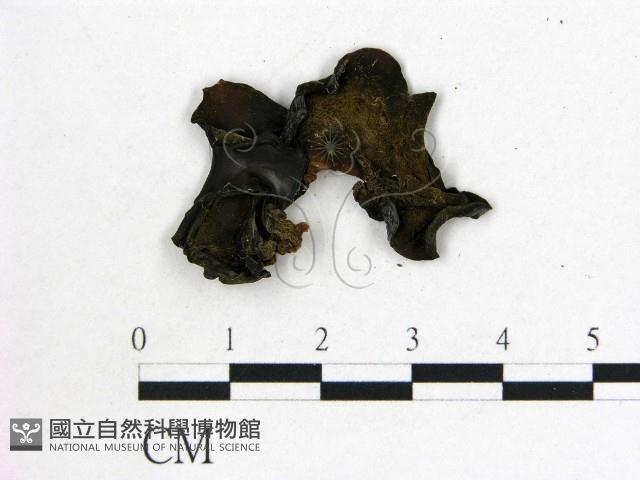 登錄號:F0007813藏品圖，第1張