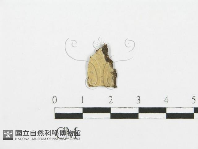 登錄號:F0017813藏品圖，第1張