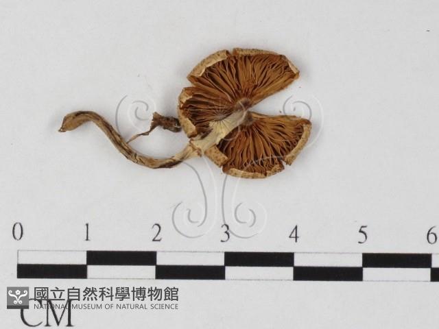 登錄號:F0025813藏品圖，第1張