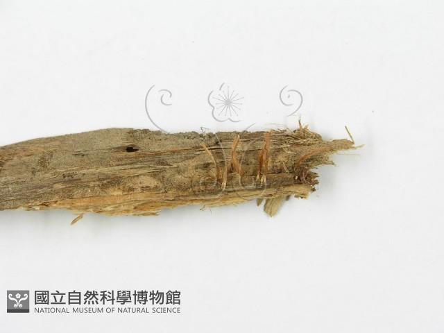 登錄號:F0015813藏品圖，第1張