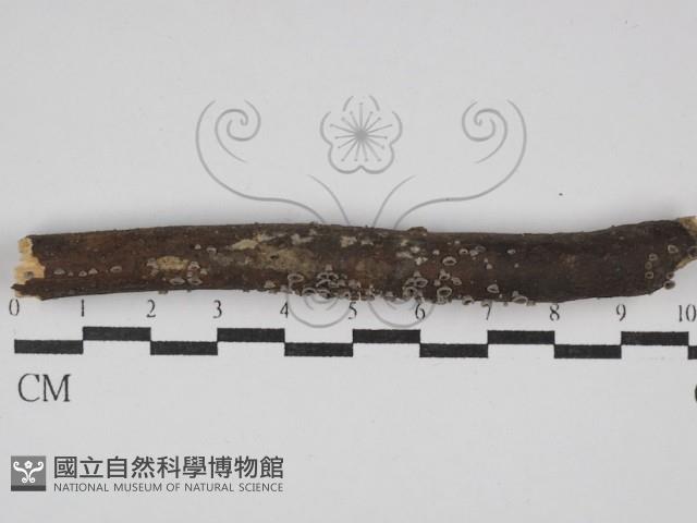 登錄號:F0029813藏品圖，第1張