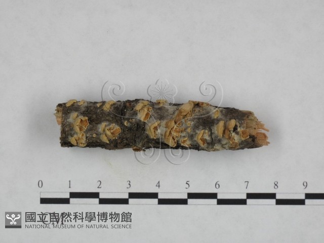 登錄號:F0023813藏品圖，第1張