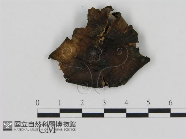 登錄號:F0003813藏品圖，第1張