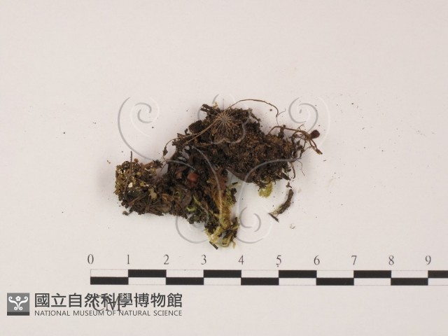 登錄號:F0013813藏品圖，第1張