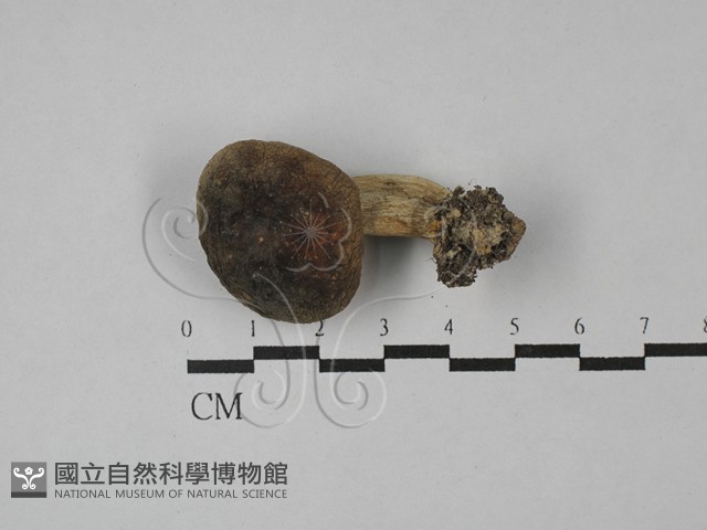 紅菇屬藏品圖，第1張