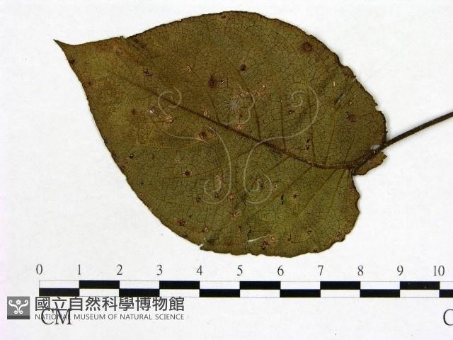 登錄號:F0018913藏品圖，第1張