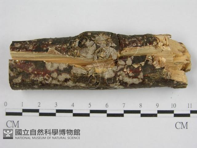 登錄號:F0000913藏品圖，第1張