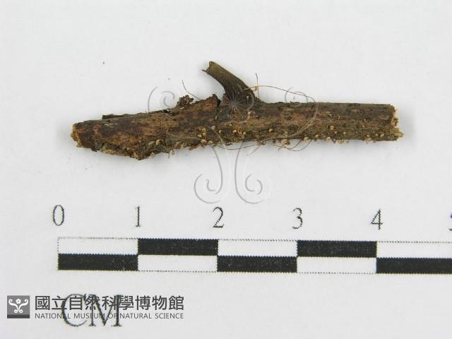 微皮傘屬藏品圖，第1張