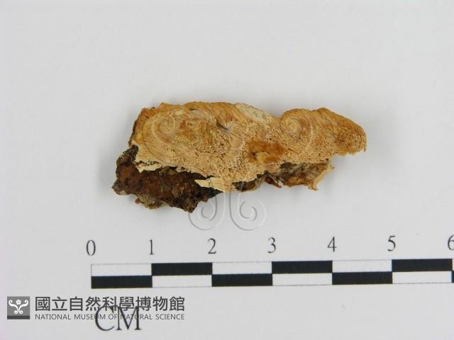 登錄號:F0006913藏品圖，第1張