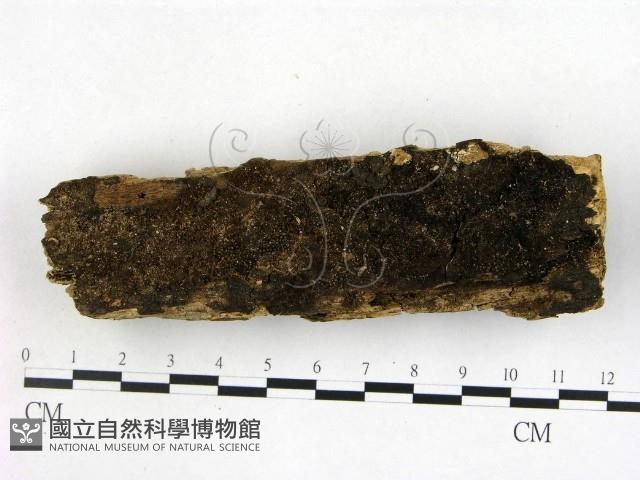 登錄號:F0016913藏品圖，第1張