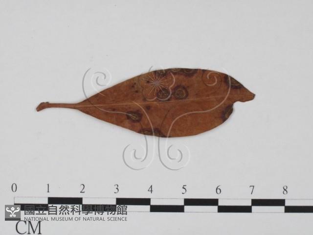 登錄號:F0011913藏品圖，第1張