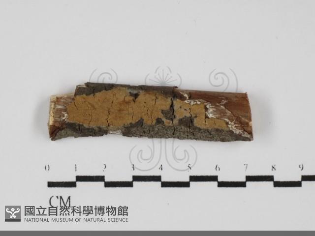 刺革菌屬藏品圖，第1張