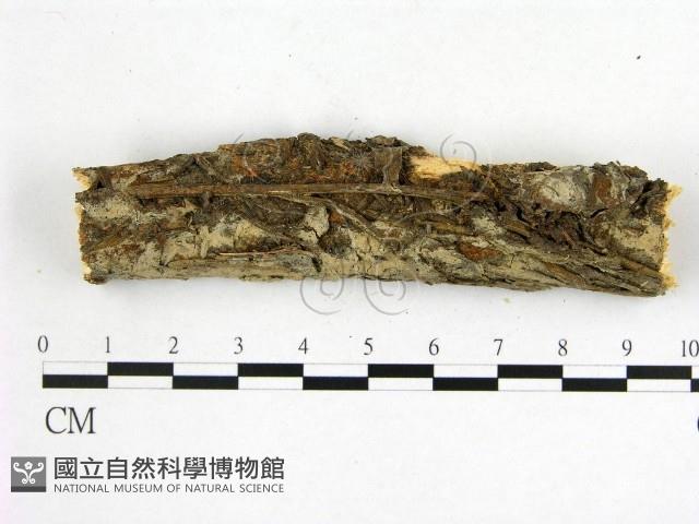 登錄號:F0014913藏品圖，第1張