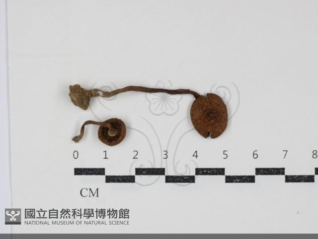 登錄號:F0034913藏品圖，第1張