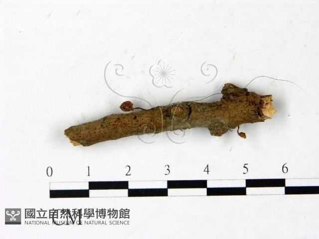 登錄號:F0022913藏品圖，第1張