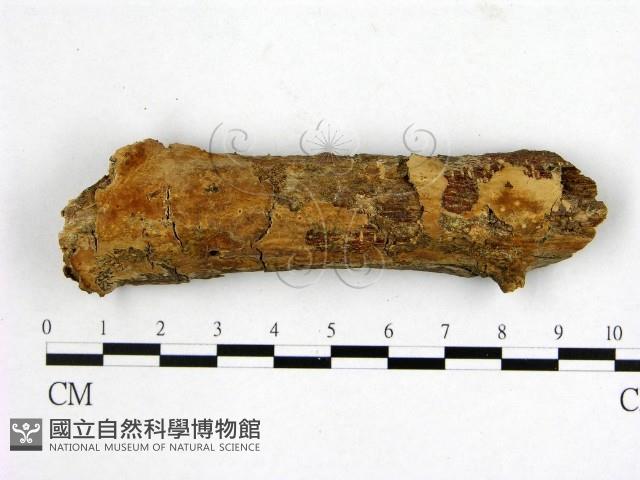 登錄號:F0002913藏品圖，第1張