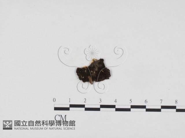 登錄號:F0012913藏品圖，第1張