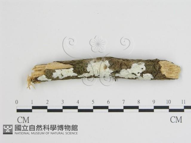 樹狀皮革菌屬藏品圖，第1張