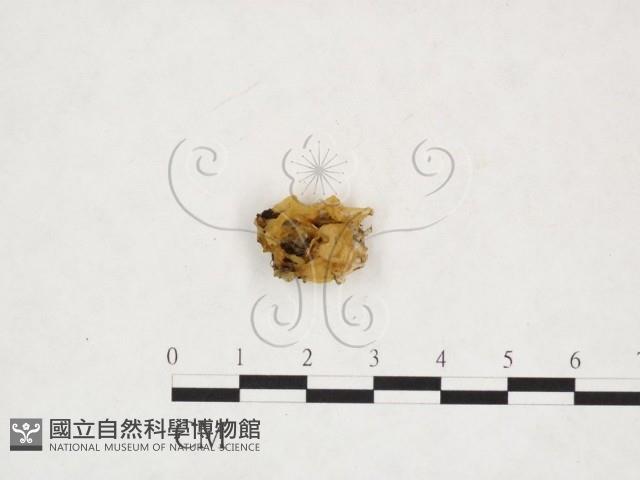 登錄號:F0025913藏品圖，第1張