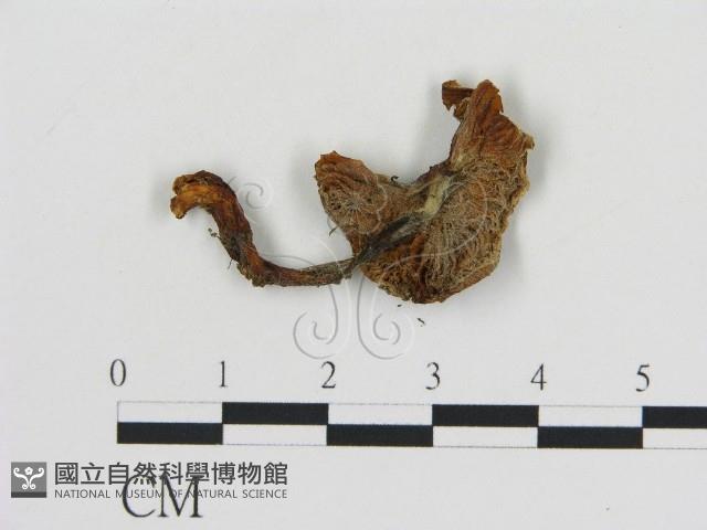 登錄號:F0015913藏品圖，第1張